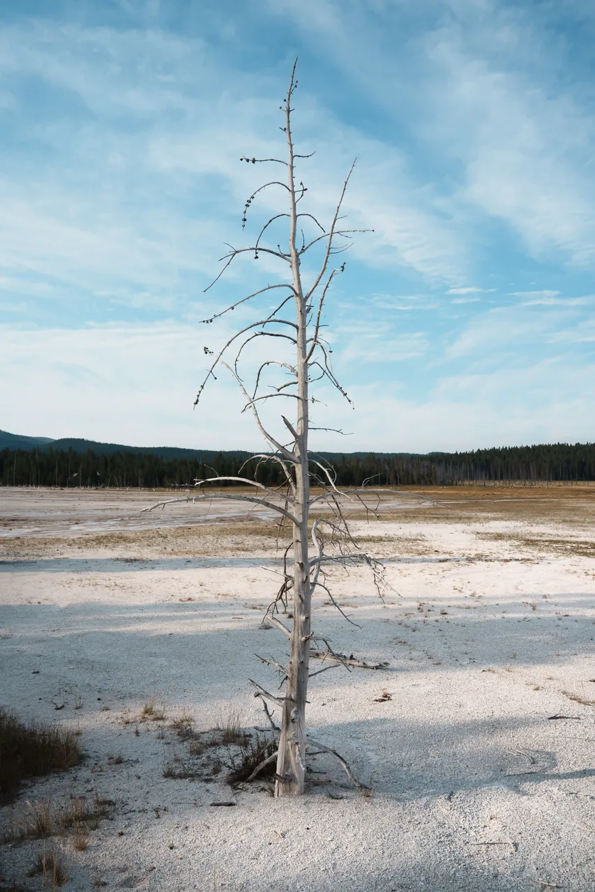Yellowstone